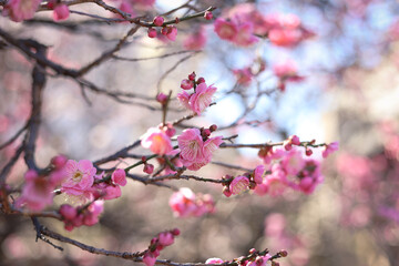 Fototapeta na wymiar beautiful white and pink flowers in the spring series: plum blossoming in spring is the only remaining winter flower. Japan Tokyo season 2023