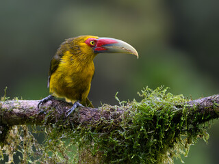Saffron Toucanet portrait on mossy stick on rainy day against green background