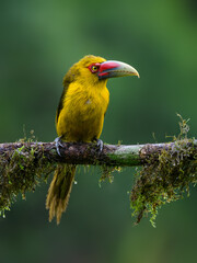 Saffron Toucanet portrait on mossy stick on rainy day against green background