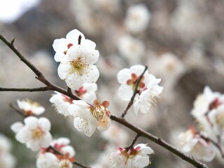 天降川沿いの梅の花