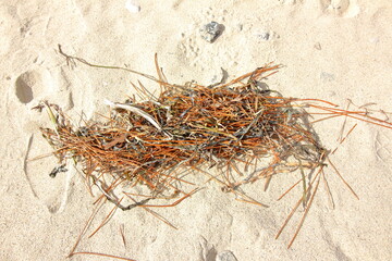 浜に漂流した海草など