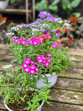 Beautiful Flowers of Indonesia, the peace of mind.