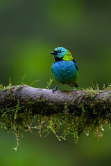 Green-headed Tanager portrait on mossy stick  against green background