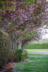 Fototapeta na wymiar Spring blossoms 