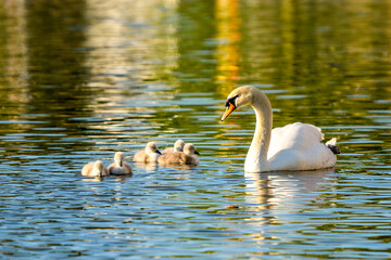 New lige in new spring