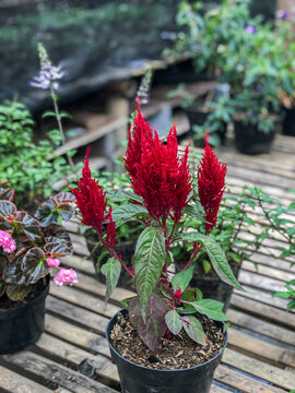 Beautiful Flowers of Indonesia, the peace of mind.