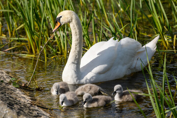 New lige in new spring