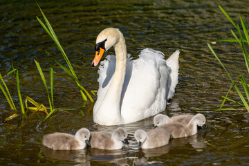 New lige in new spring