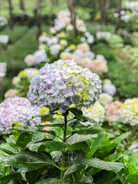 Beautiful Flowers of Indonesia, the peace of mind.
