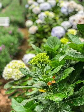 Beautiful Flowers of Indonesia, the peace of mind.