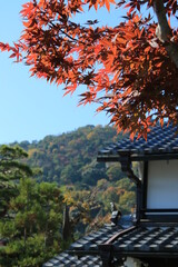 Fototapeta premium 京都・嵯峨野の真っ赤に色づいた楓の紅葉