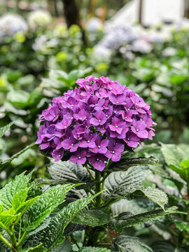 Beautiful Flowers of Indonesia, the peace of mind.