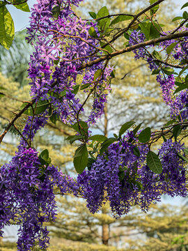 Beautiful Flowers of Indonesia, the peace of mind.