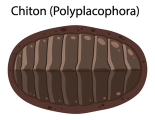 Chiton isolated rocky shore animal