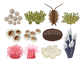 Rocky shore animals collection
