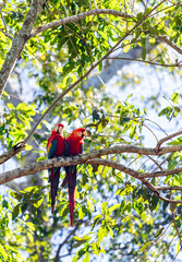 Pareja de guacamayos rojo, azul y amarillo 