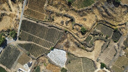 cultivos de nopal , nopaleras 