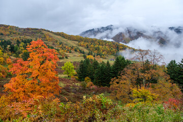 ゲレンデの紅葉