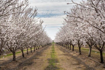 Dramatic image of a almond orchard in full bloom with white flowers in Central Valley California,...