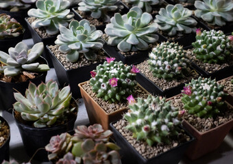 Cactus Farms in Southeast Asia