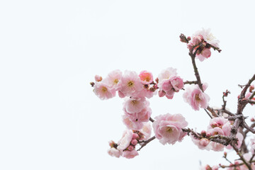 寒い日が続くが、梅の花が綻び始めた。背景をクリアに処理。神戸市内の公園で2月初旬に撮影