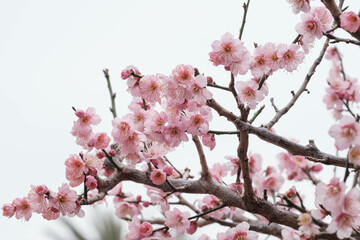 寒い日が続くが、梅の花が綻び始めた。背景をクリアに処理。神戸市内の公園で2月初旬に撮影