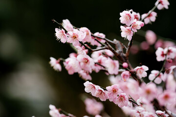 寒い日が続くが、梅の花が綻び始めた。背景をクリアに処理。神戸市内の公園で2月初旬に撮影