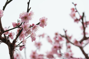 寒い日が続くが、梅の花が綻び始めた。背景をクリアに処理。神戸市内の公園で2月初旬に撮影