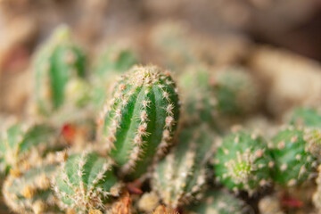 Small cactus in the garden