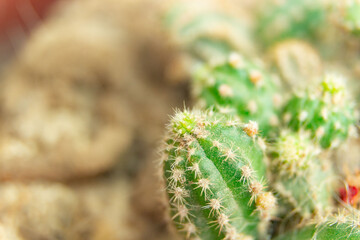 Small cactus in the garden
