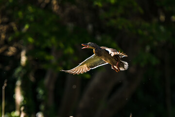 Bird in flight