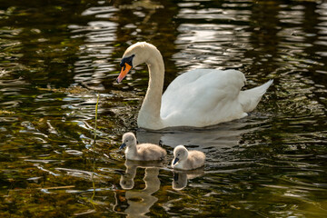 Fototapeta premium Baby swans with parents