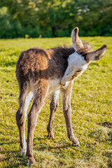 Fototapeta premium Baby donkey