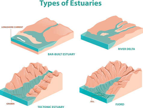 four types of Estuaries