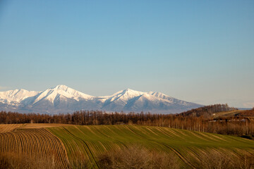 春の畑と冠雪の山並み
