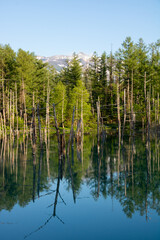 水面に映る雑木林　青い池
