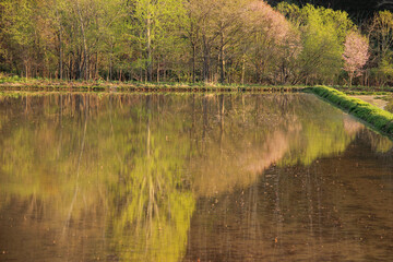 水を張った水田の水面に映る桜
