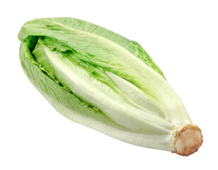 Romaine Lettuce isolated.