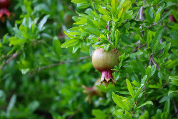 A ripening pomegranate hanging from a tree.