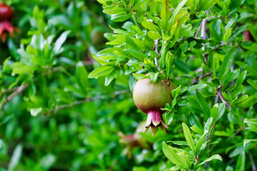 Picture of an unripen pomegranate hanging off the tree with depth of field.