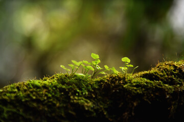 closeup or macro beautiful moss in forest background	