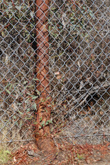 The trunk of a tree that grew though a chain link fence.