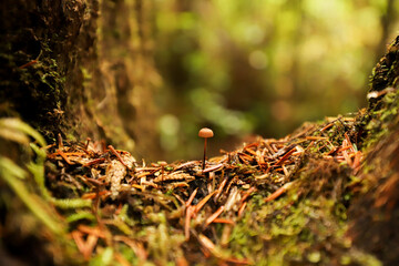Micro Mushroom on Tree