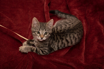 Portrait of cute grey tabby kitten lying on red soft blanket 