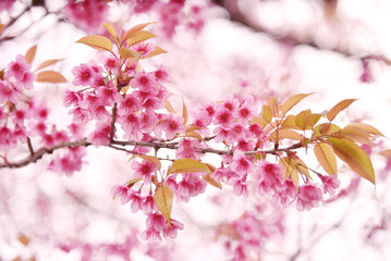 branch of cherry blossom 