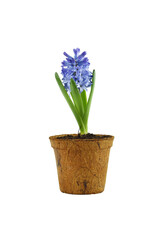 Hyacinth flower in pot