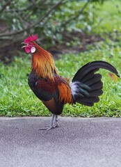 Red Junglefowl at Singapore Botanic Gardens