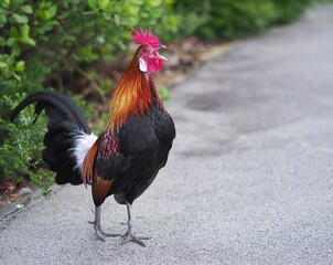 Red Junglefowl at Singapore Botanic Gardens