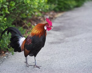 Red Junglefowl at Singapore Botanic Gardens