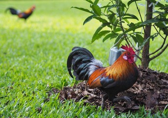 Red Junglefowl at Singapore Botanic Gardens